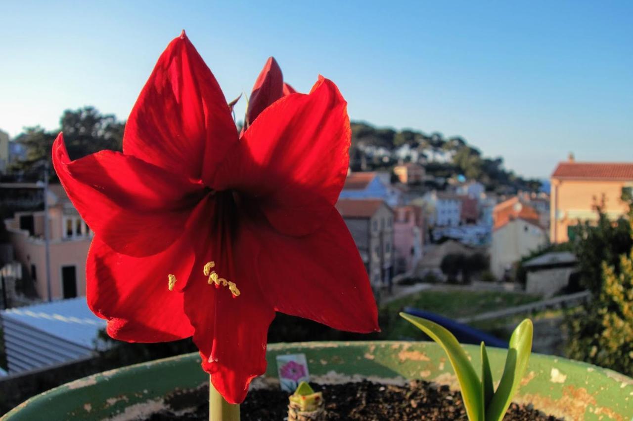 Amaryllis Residence, Apartment Diana & Deluxe Rooms With Shared Kitchen Veli Lošinj Dış mekan fotoğraf